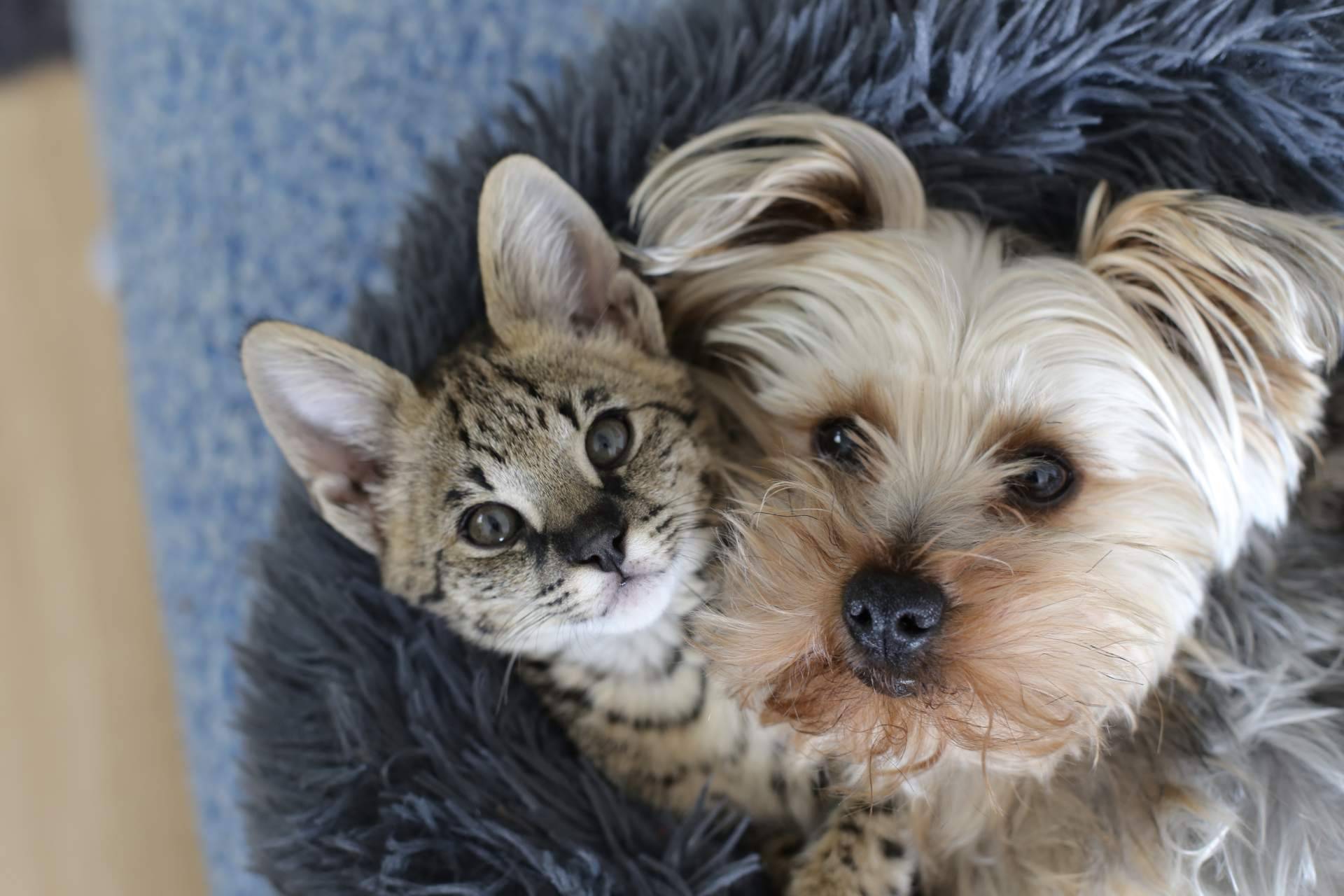 ClickGuau es una app de vídeos divertida, amena y con miles de curiosidades sobre el reino animal