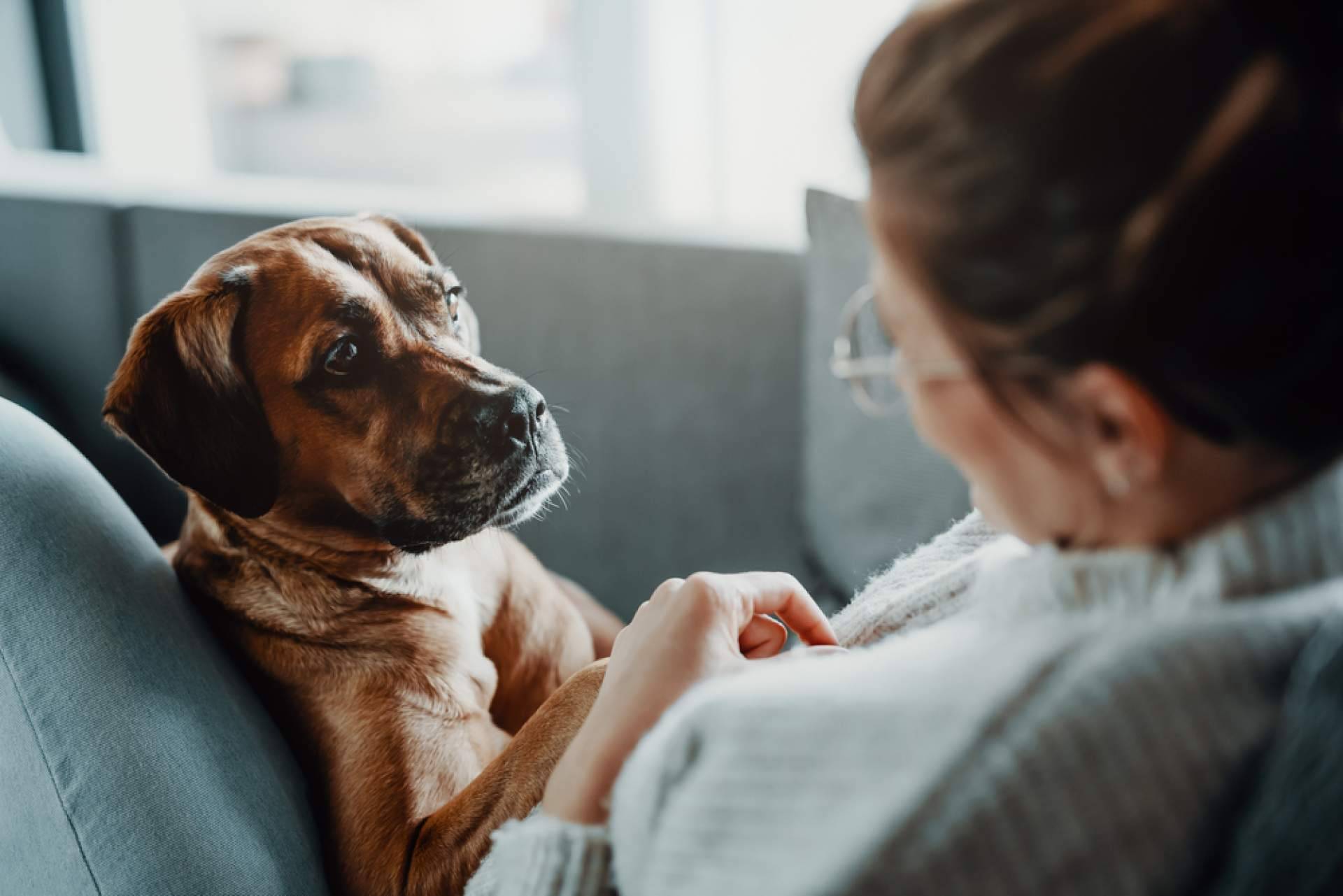 Mejorar la salud de las mascotas con aromaterapia para perros y gatos de la mano de Mooiza