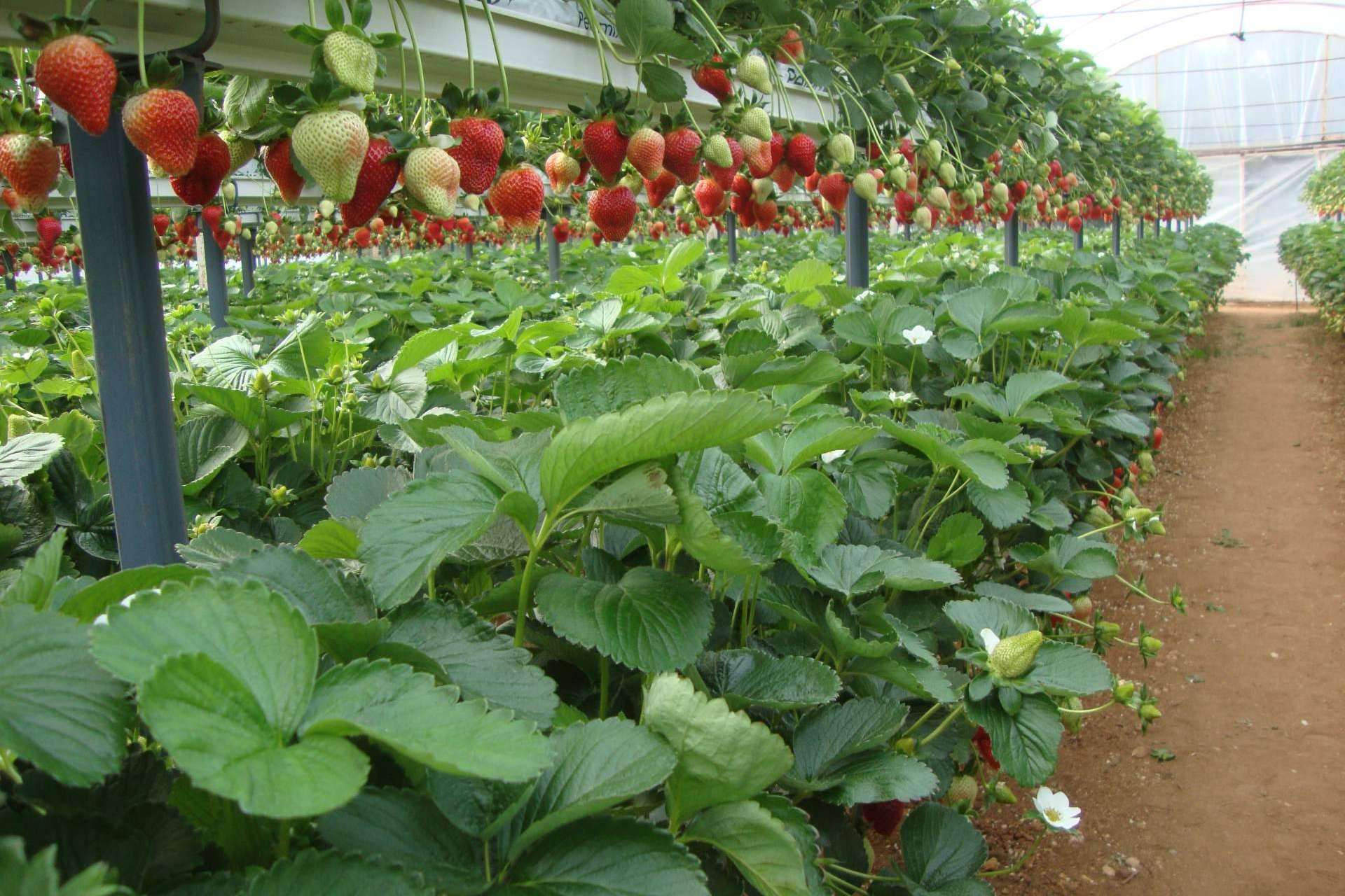 Los beneficios de optimizar la producción agrícola con sustratos de coco Pelemix