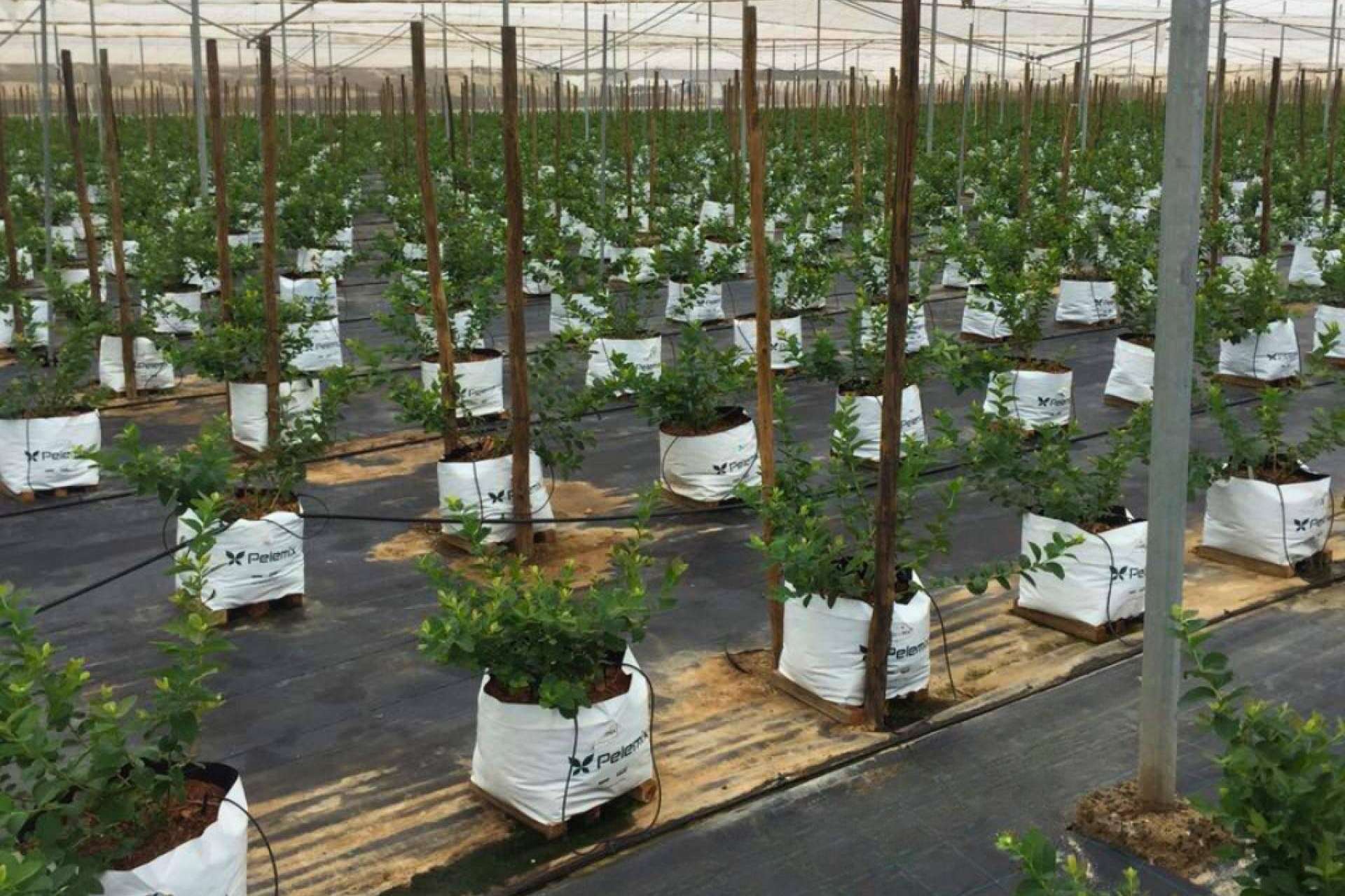 5 criterios más importantes para planificar un invernadero con bolsas de cultivo