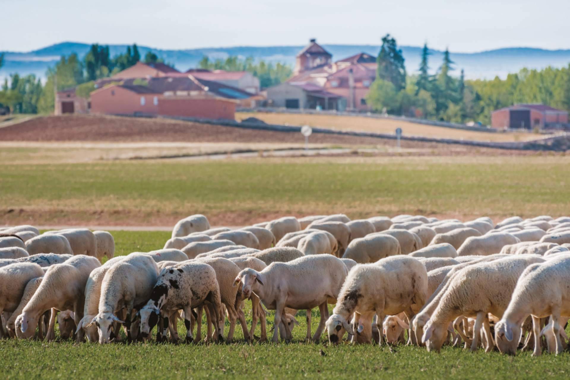 ¿Cuáles son las ventajas de contar con la plataforma de alimentación animal Afeedme?