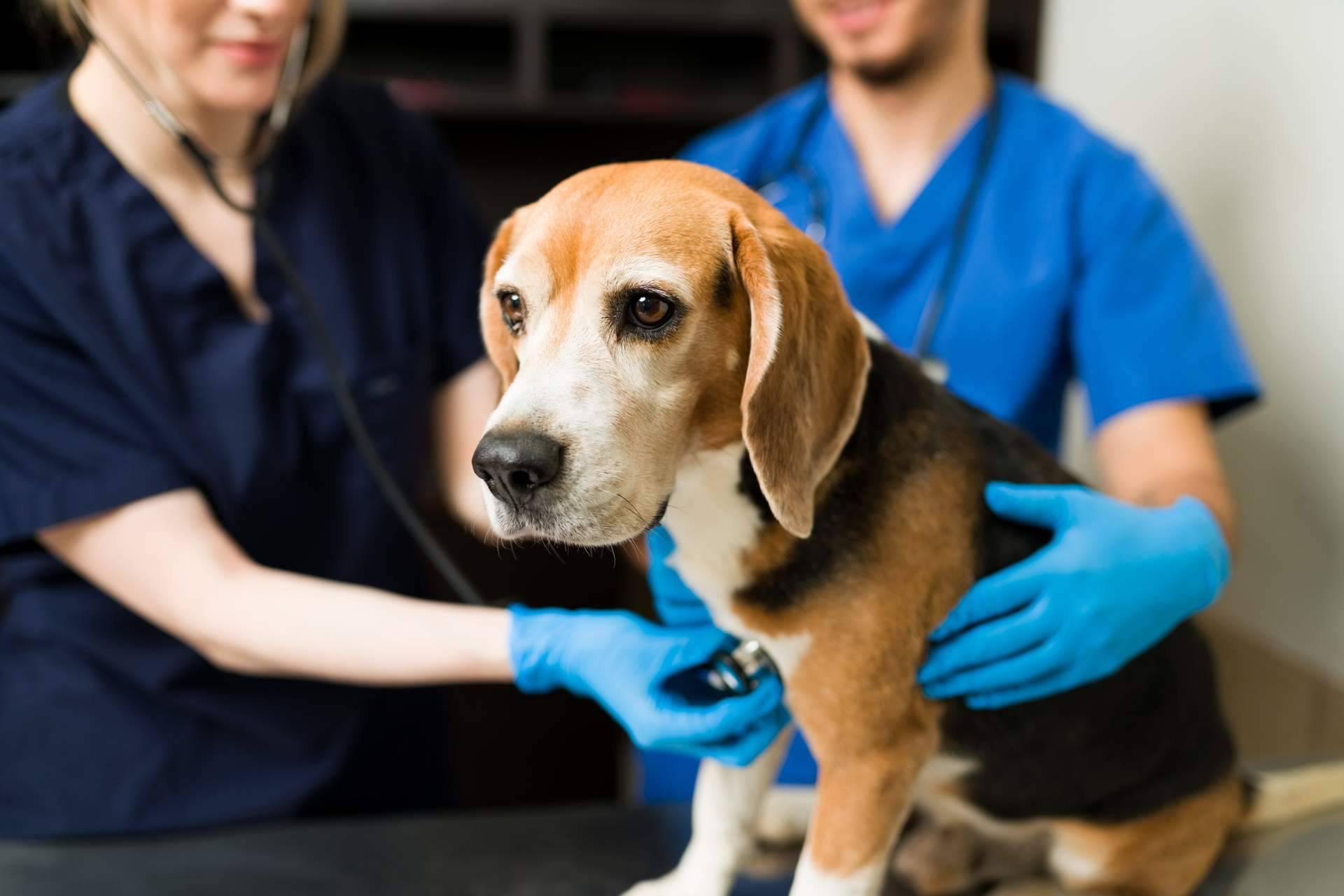 Cursos de auxiliar de veterinaria con VetFormación