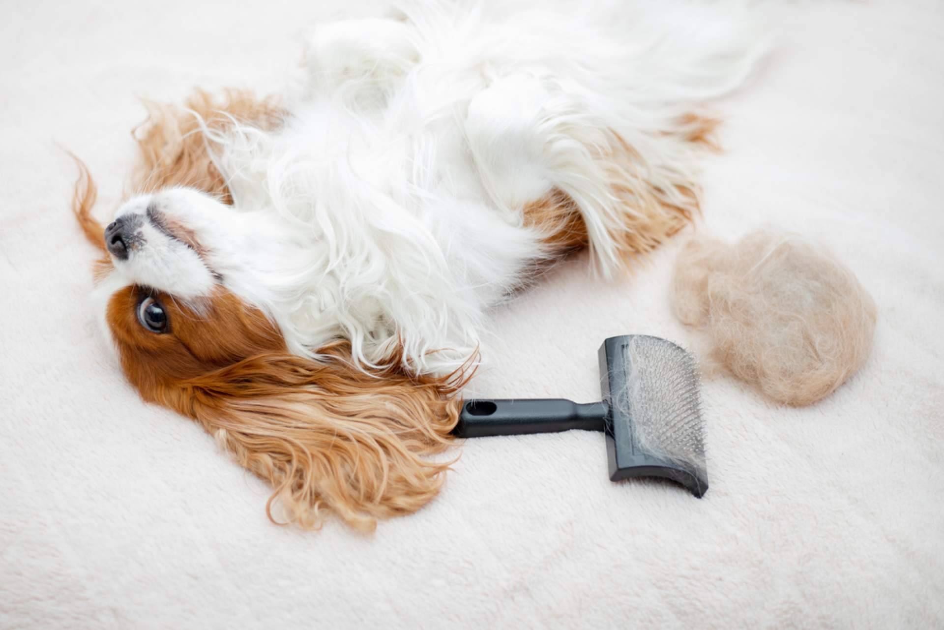 4 Huellas lanza el Pinkbrush Cardador Profesional, el cepillo ideal para cuidar de las mascotas