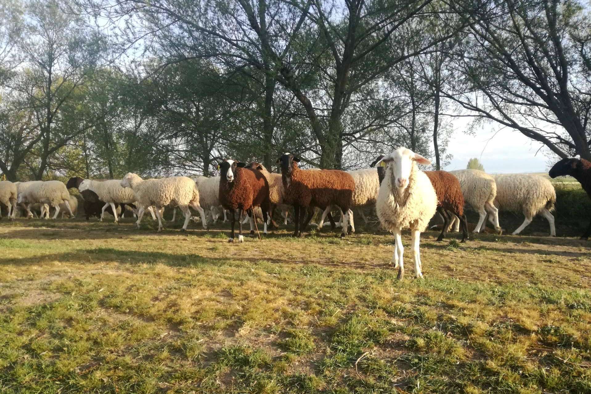 Invertir en ganadería ovina, con Ganadería Aguirre