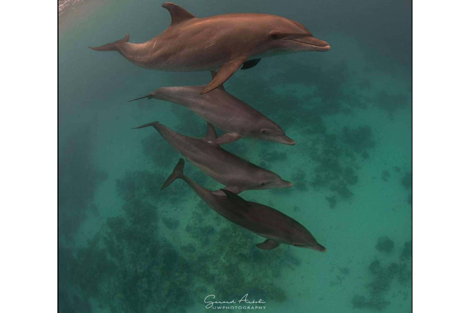 Descubrir los océanos del mundo en una experiencia exclusiva organizada por SevenBlue