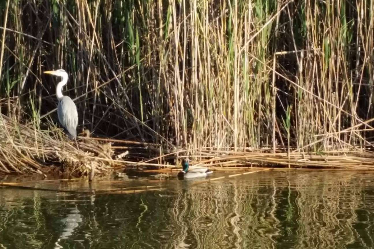 Este otoño se puede disfrutar de la llegada de aves invernales de la mano de Albumar