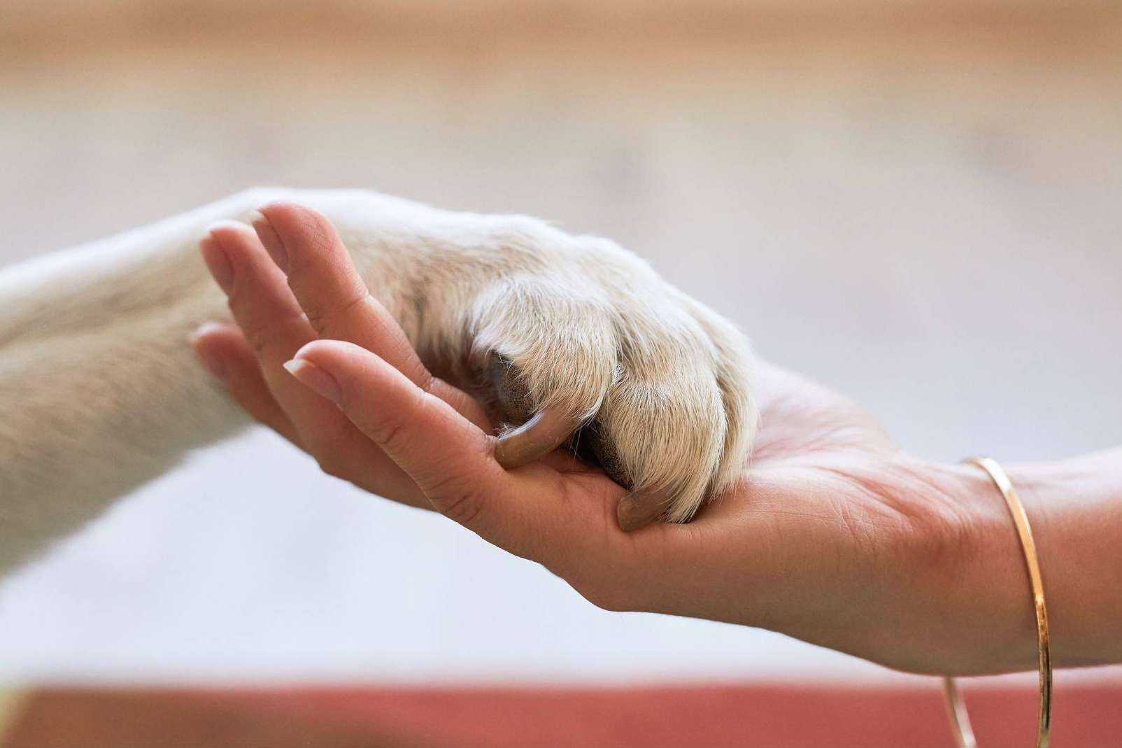 Seguro VetEasy para la nueva Ley de Bienestar Animal