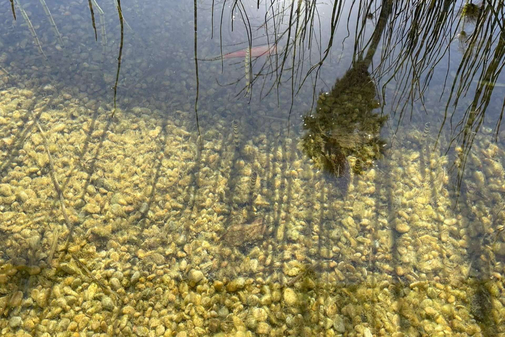 Agua pura con el producto sostenible de Pool Tiger Europe
