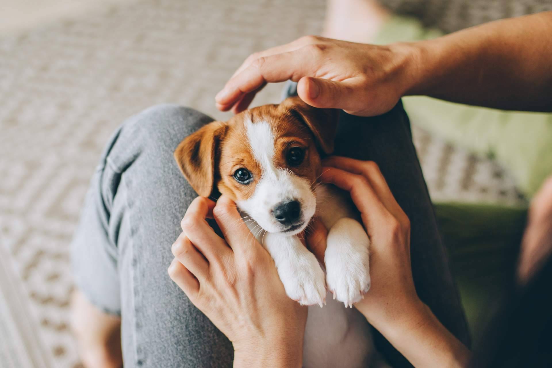 El espacio de adopción de perros que cumple con la nueva Ley de Bienestar Animal, Tienda Cachorro