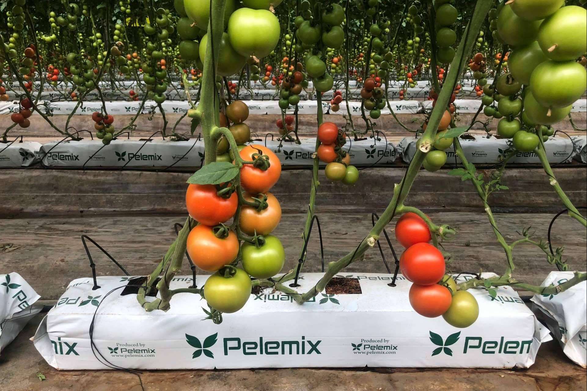 La solución definitiva para los productores comerciales de tomates de la mano de Pelemix