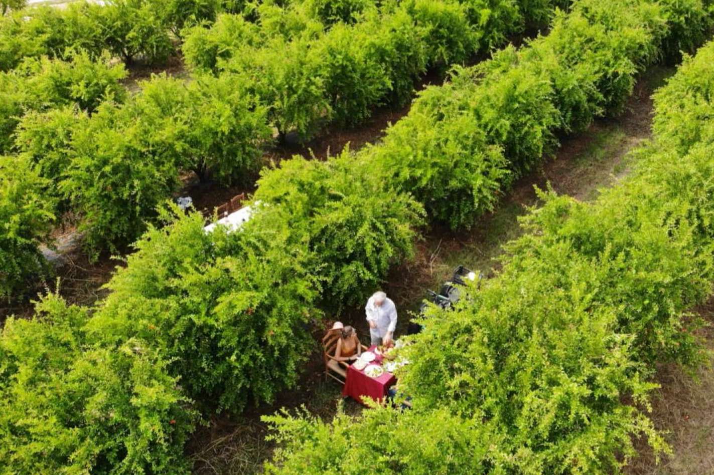 La Imperfecta y la producción de zumo de naranja sangunelli ecológico