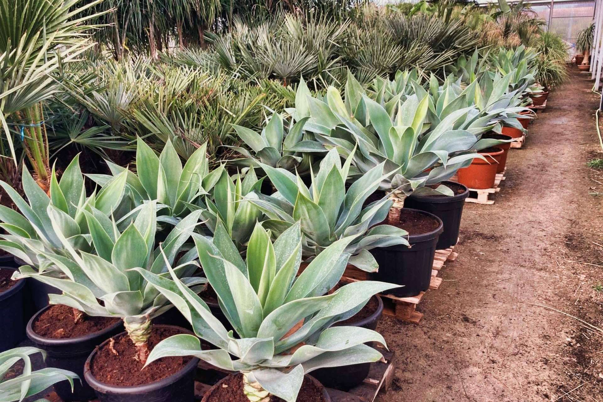 Tropicalia Garden, un vivero especializado en la venta y cultivo de palmeras