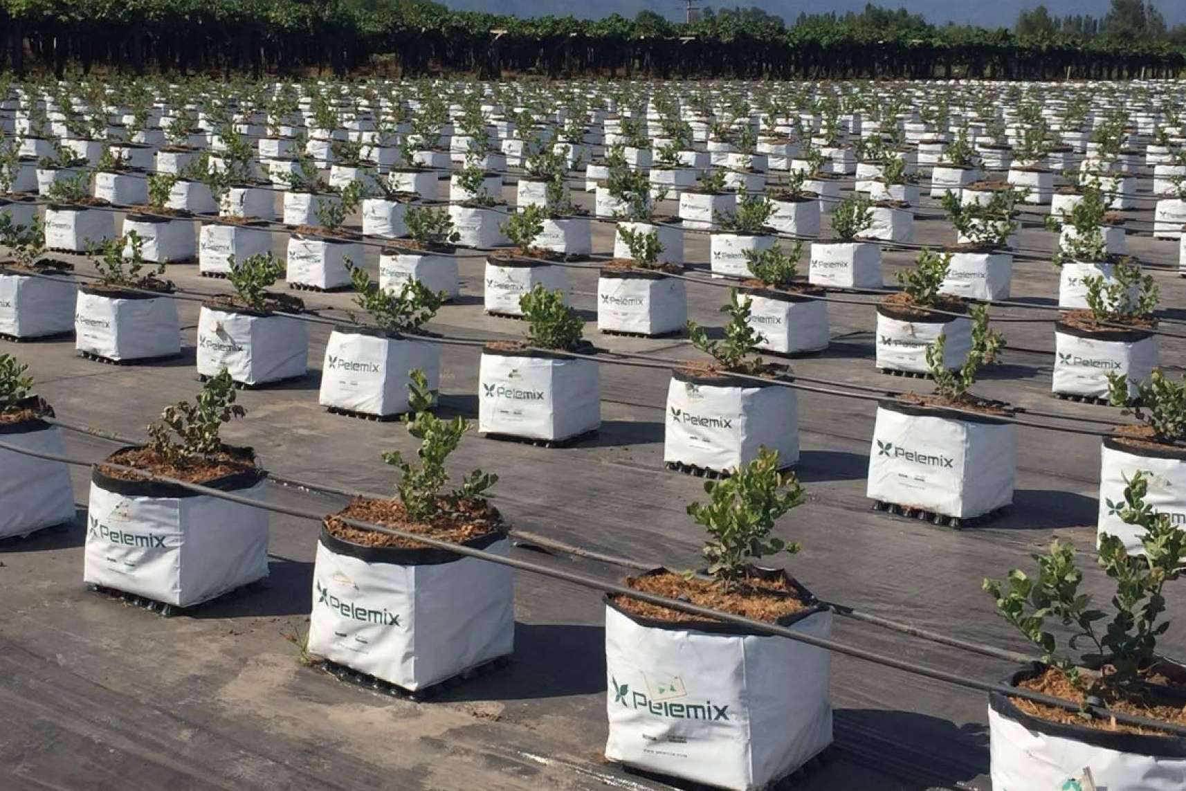 Agricultura sostenible con Pelemix; cultivos hidropónicos para luchar contra la sequía y el medioambiente