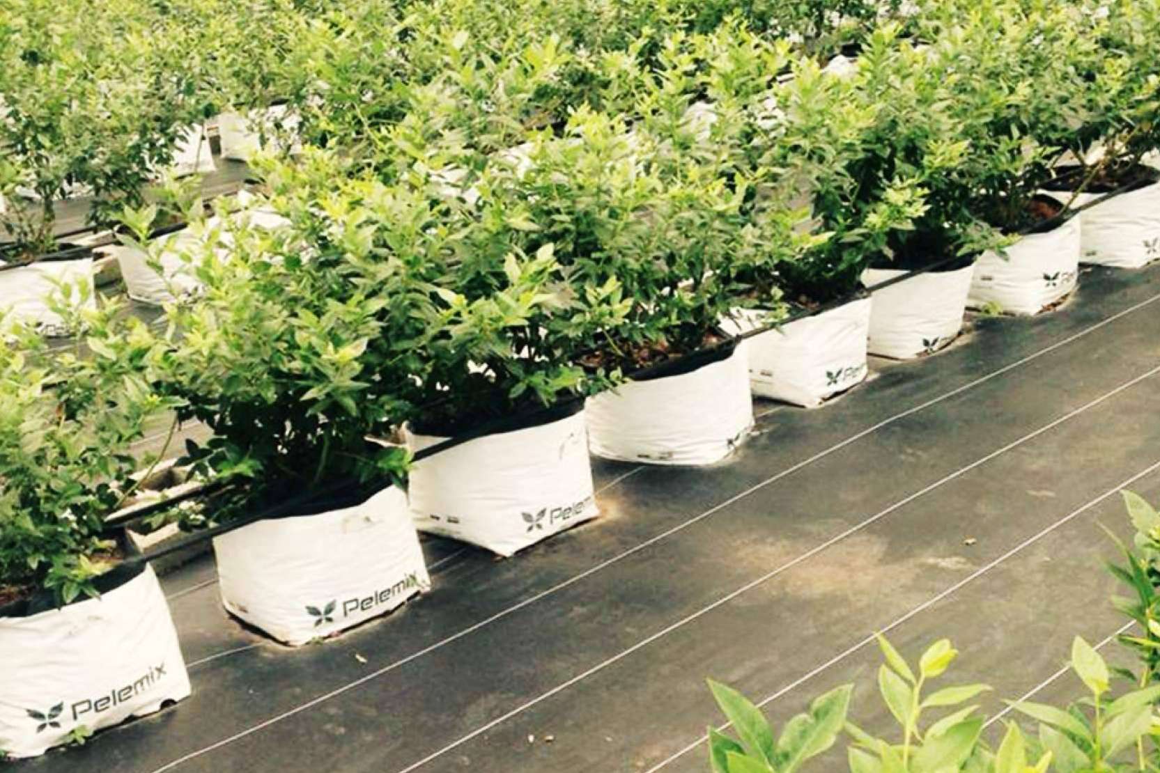 ¿Cuáles son los últimos avances en el cultivo de frutas blandas? Las soluciones Open Tops de Pelemix