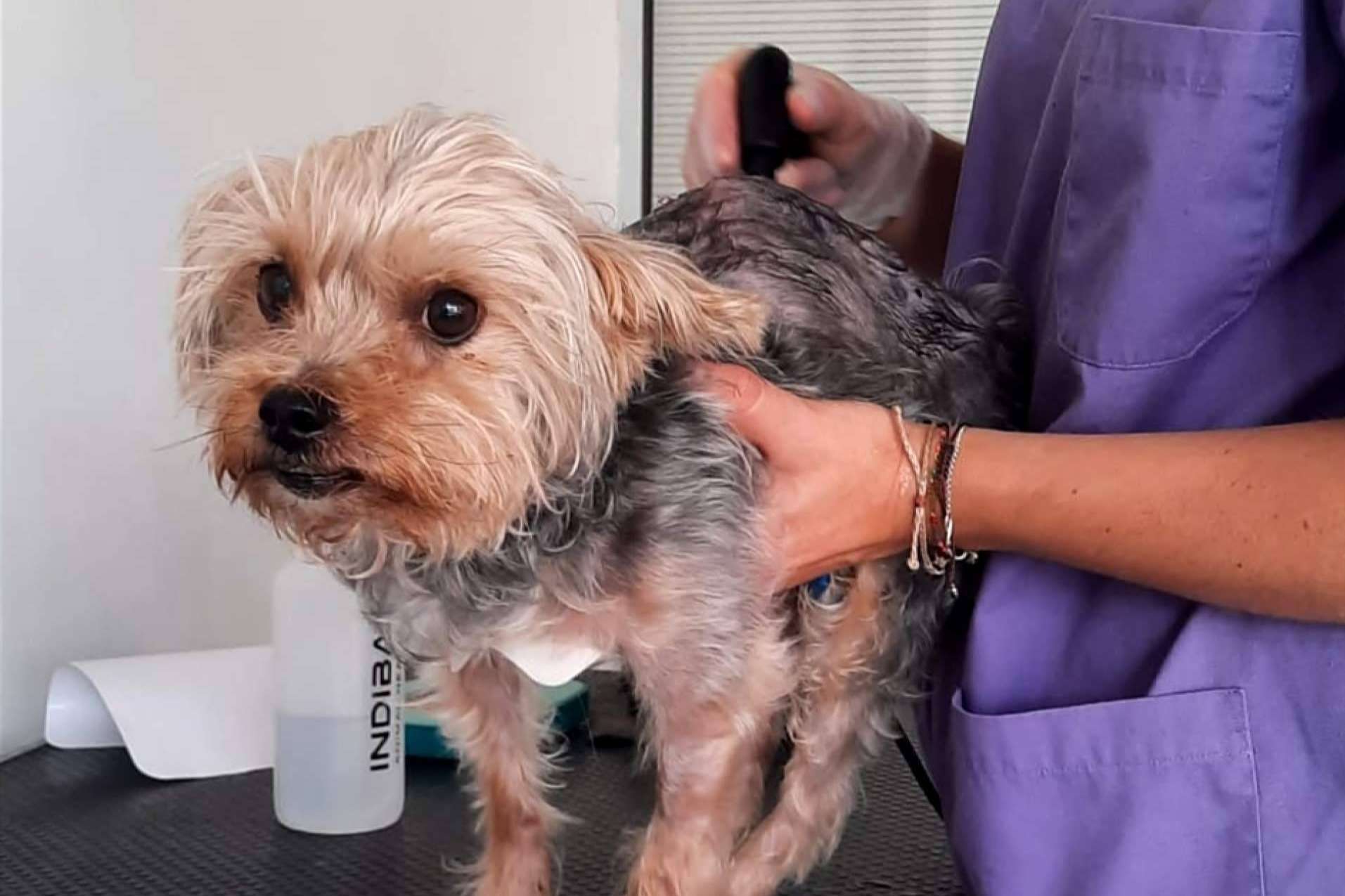 Ventajas de la radiofrecuencia INDIBA en el mundo veterinario, por Reanimalia