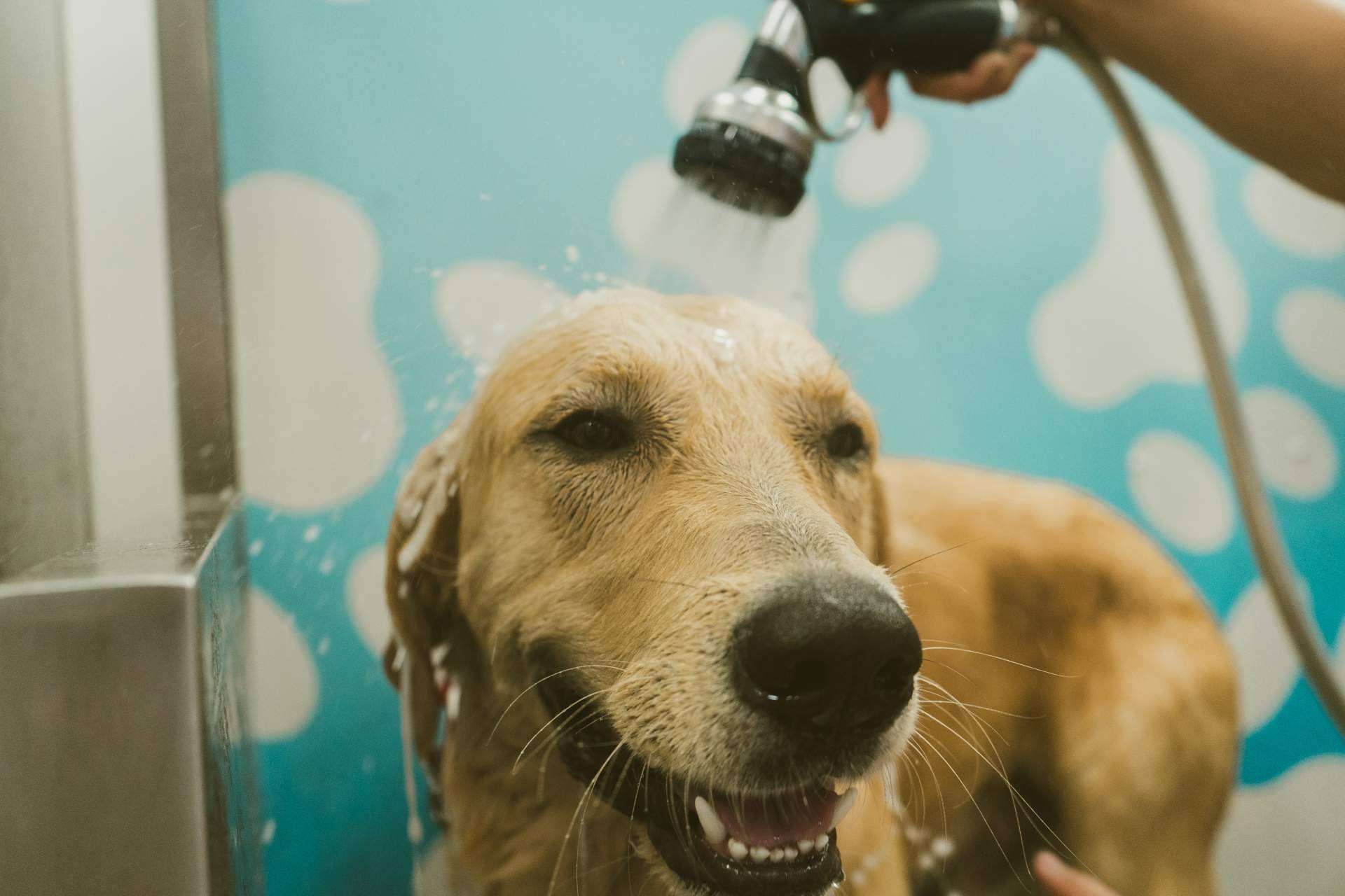 Chapoteando, un servicio de autolavado para mascotas