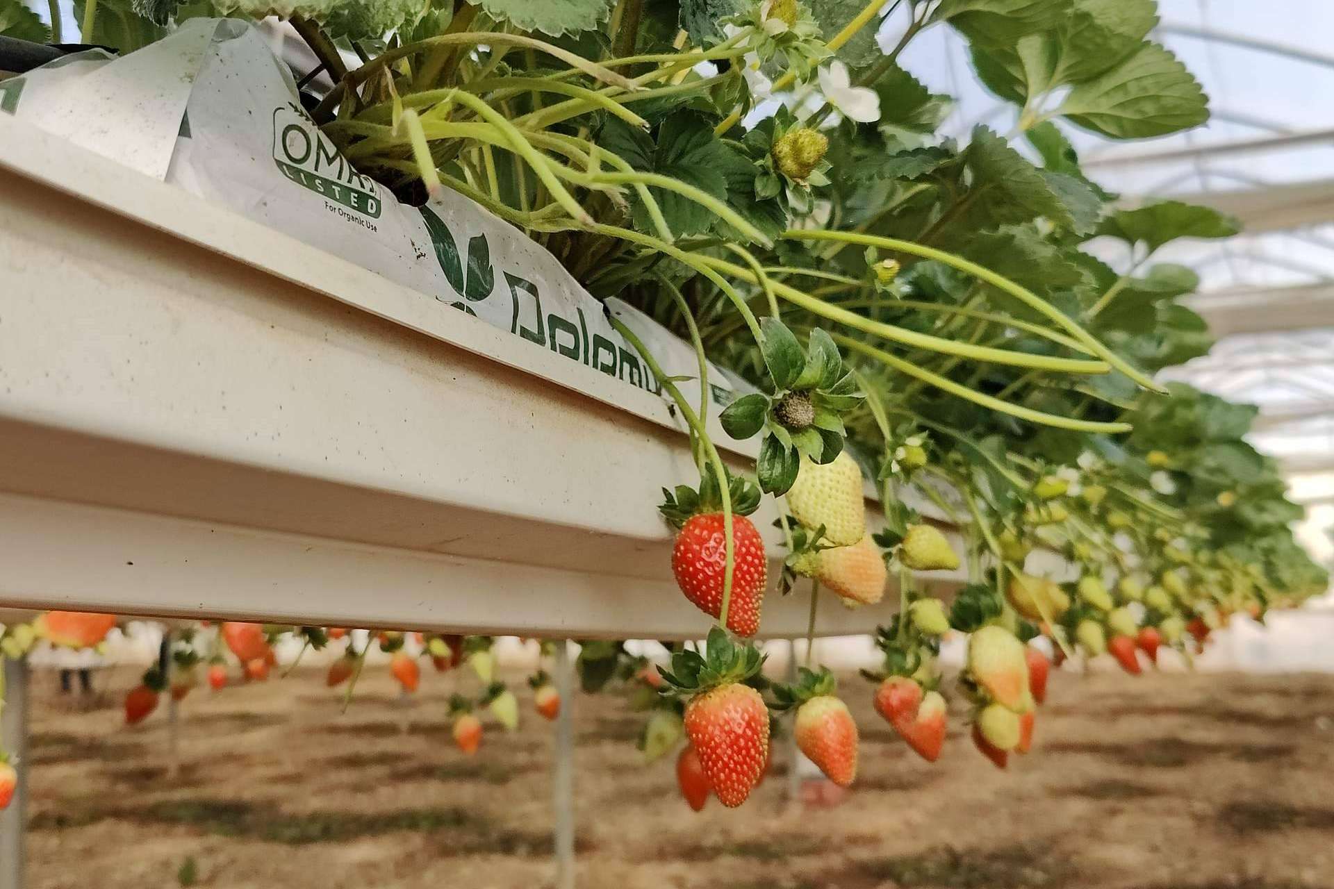 Los sustratos de Pelemix para el cultivo de la fresa y sus principales beneficios