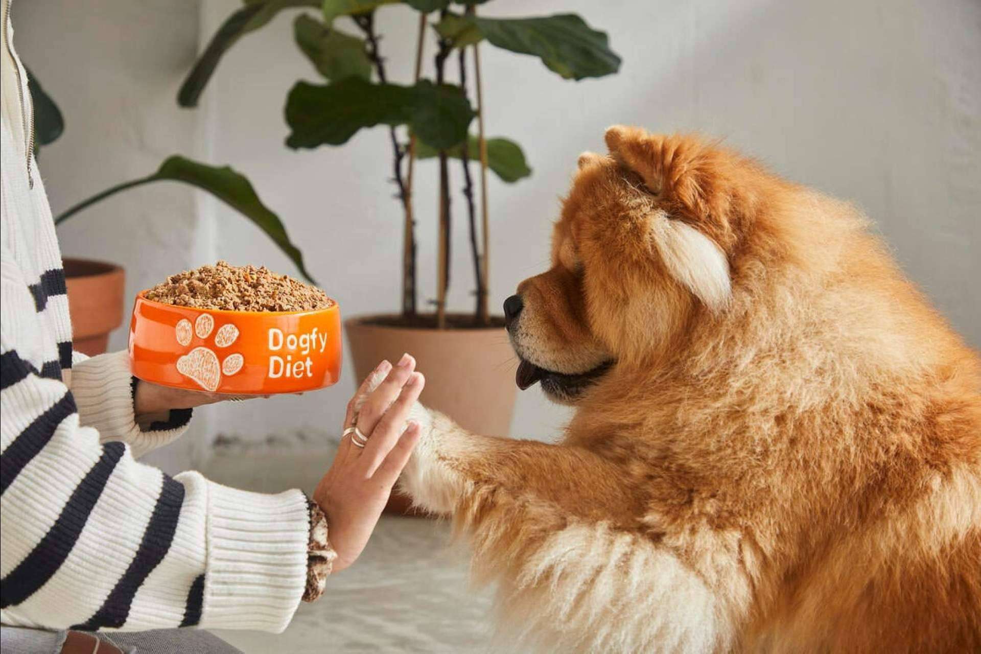 Dogfy Diet revoluciona la nutrición canina con soluciones naturales para la alimentación de perros