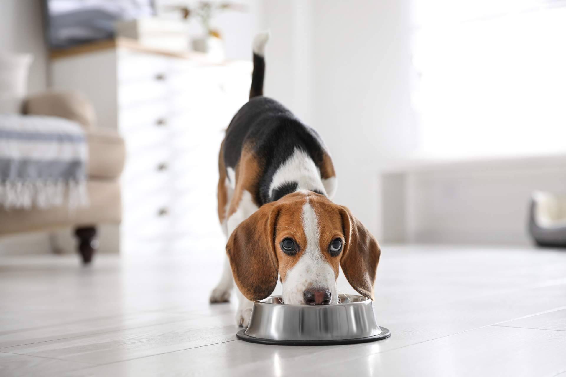 Dogfy Diet ofrece planes personalizados de alimentación saludable para los compañeros caninos