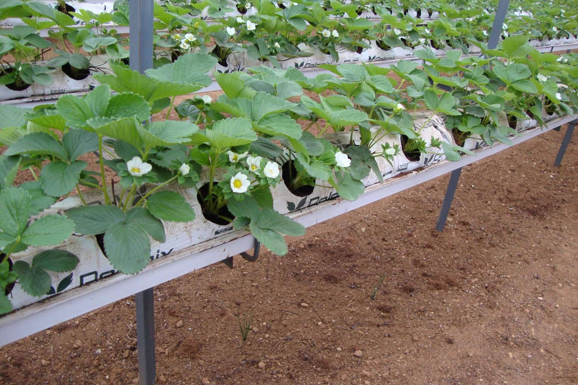 La revolución sostenible. Las bolsas de cultivo de Fibra de Coco para potenciar las cosechas