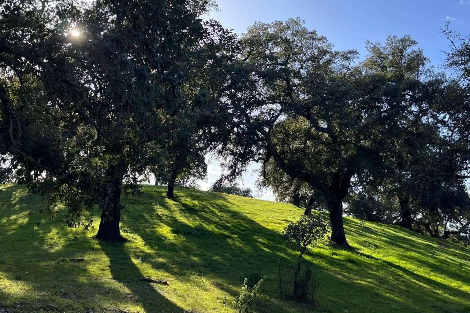 Finca Roncales, calidad garantizada en todos sus productos ibéricos