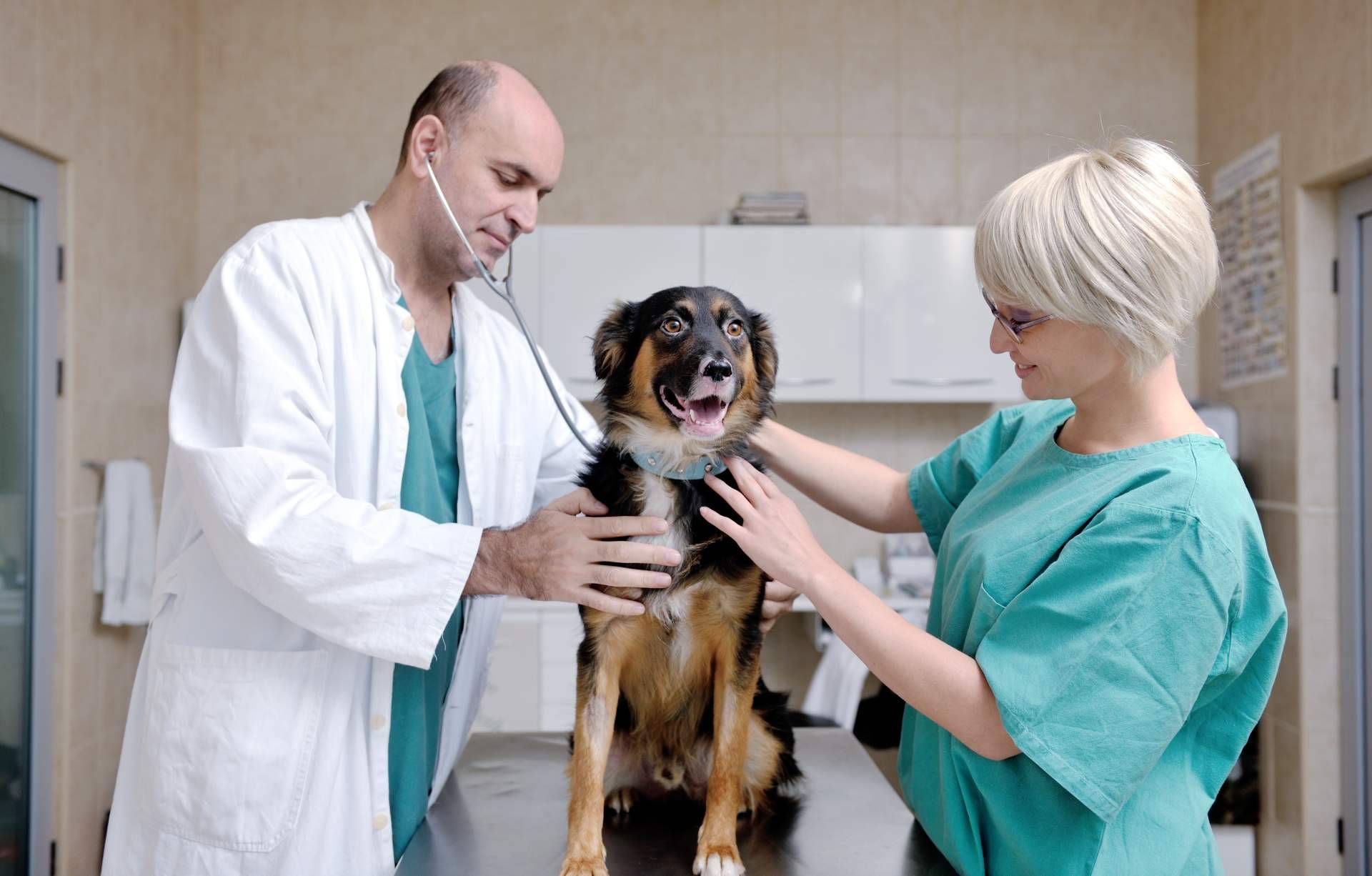 Vetformación incorpora nuevos hospitales para realizar prácticas de auxiliar veterinaria en el curso 2024-2025