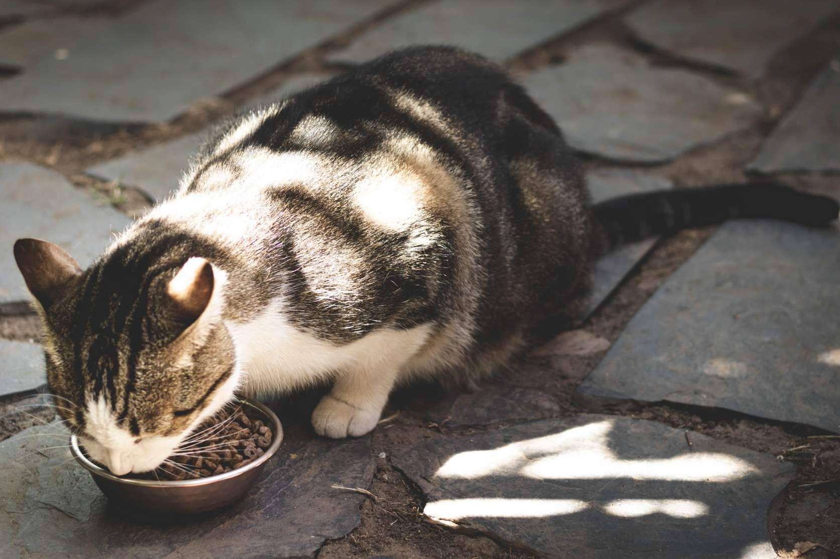 Ka Salud Integral demuestra su compromiso con el bienestar animal al desarrollar un pienso saludable para gatos