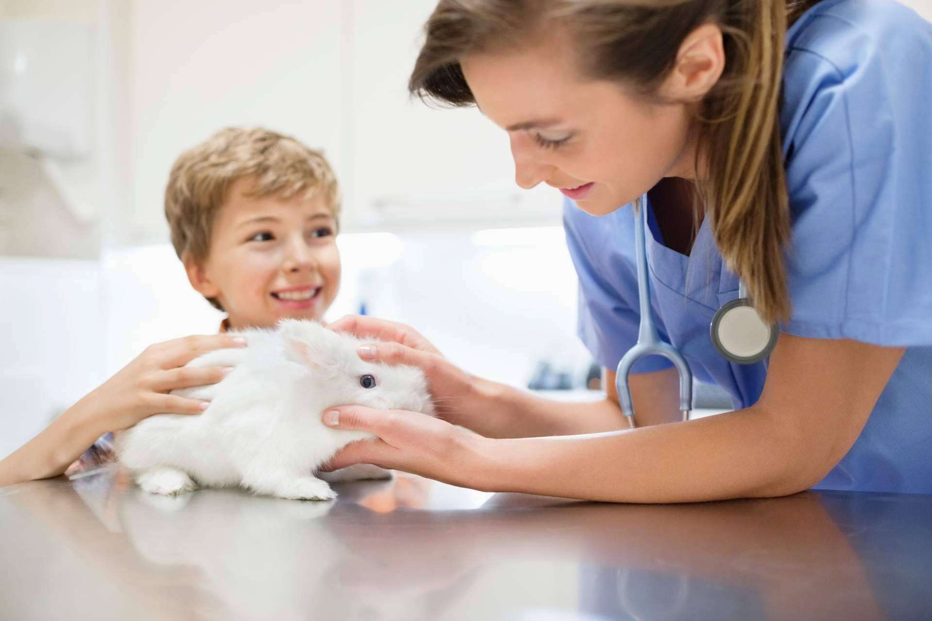 Lanzamiento Exclusivo en España; Primer Seguro de Salud para Conejos que Cubre Todos los Gastos Veterinarios
