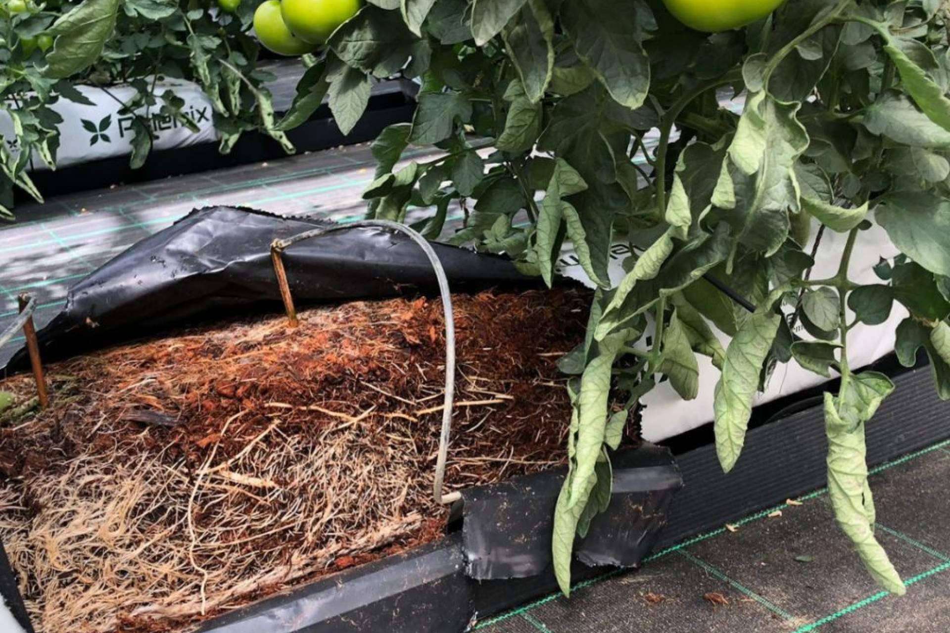 Cómo cultivar tomates en cualquier clima y temporada con las bolsas de cultivo de fibra de coco de Pelemix