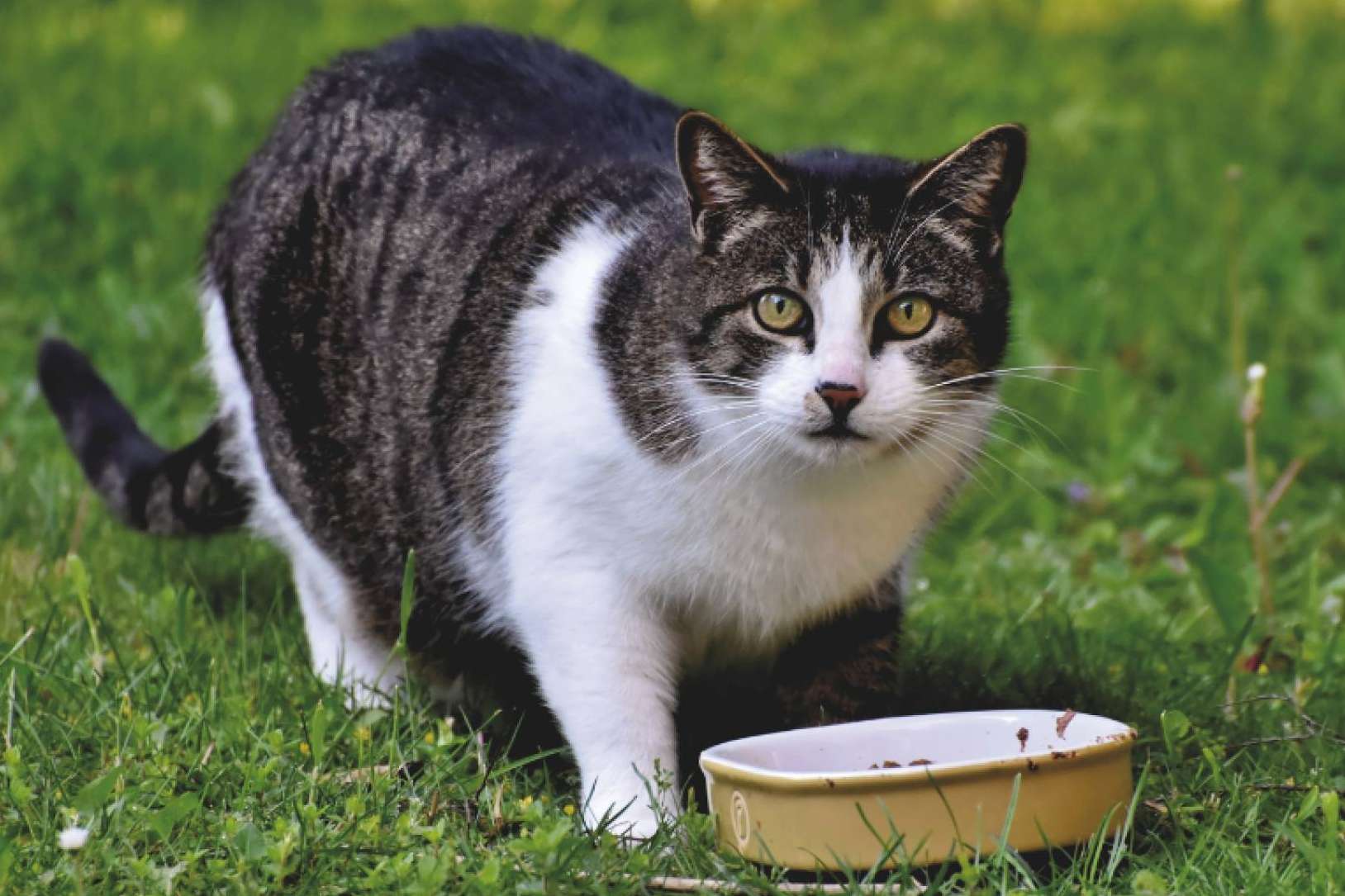 La nueva tendencia en el cuidado de gatos y perros, smoothies y bebidas energéticas