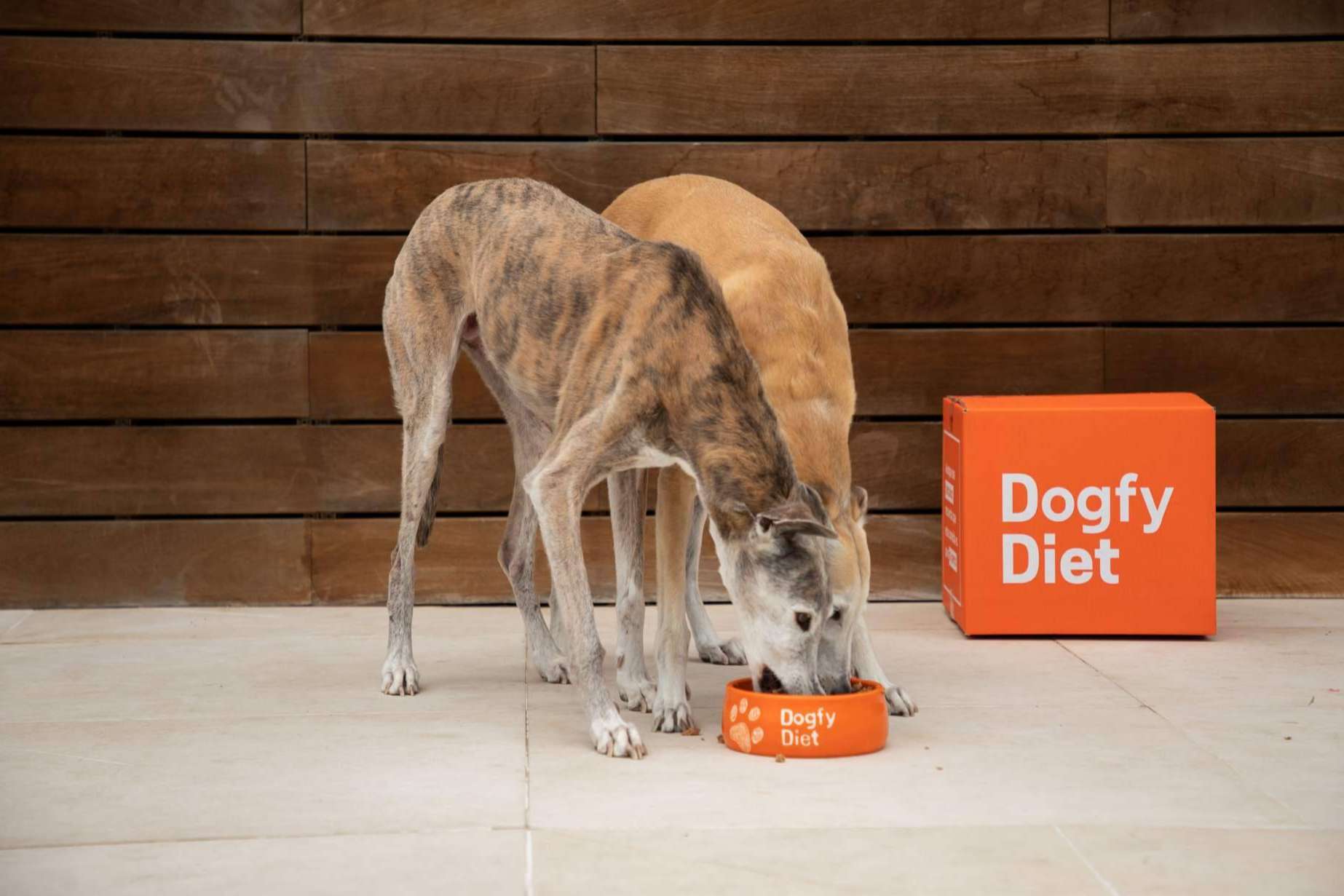 4 pasos para cambiar la vida del perro, con Dogfy Diet