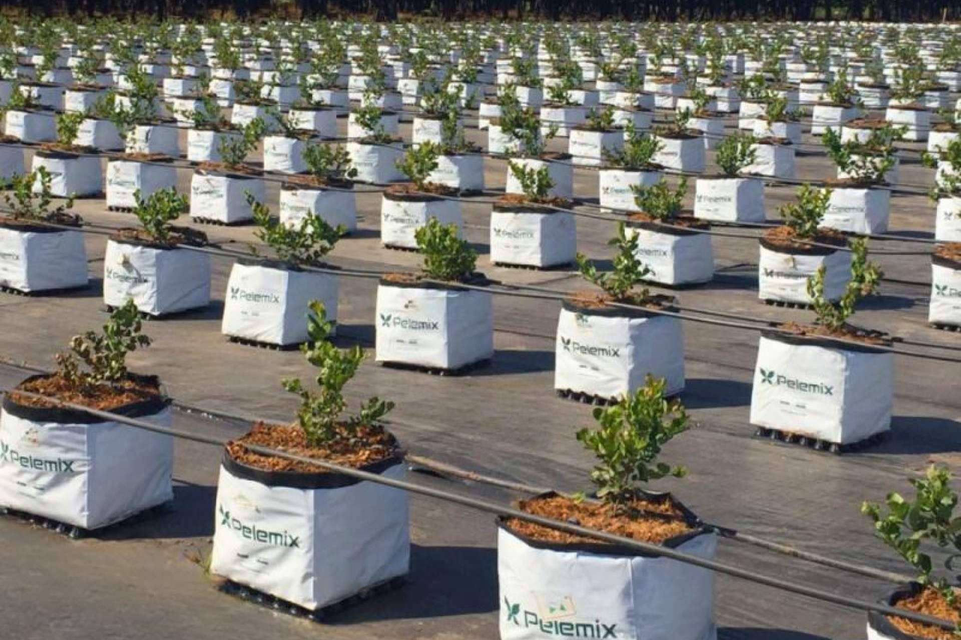 Los estratos de fibra de coco de Pelemix potencian el cultivo hidropónico de arándanos