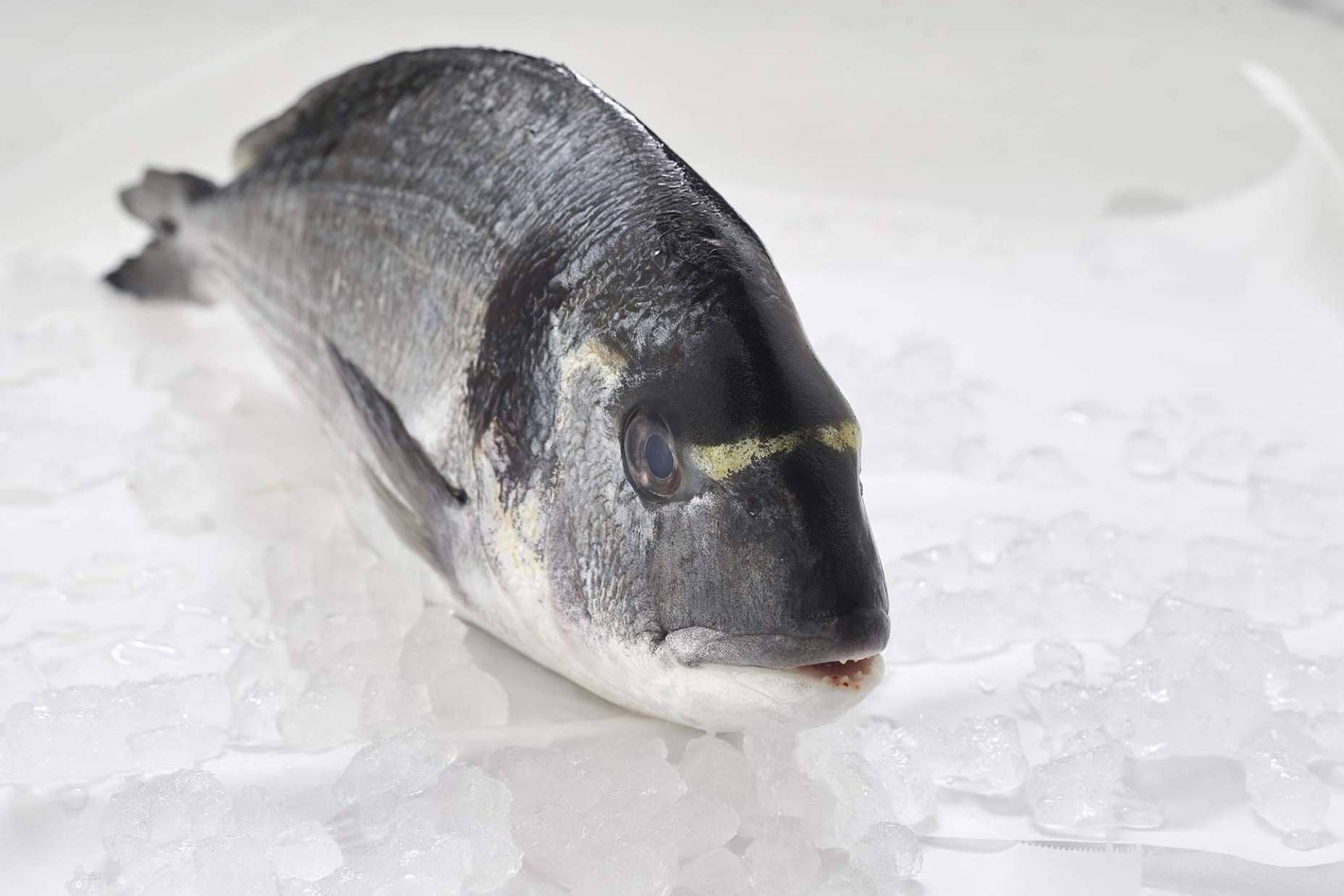 Volver a la rutina saludable con pescado blanco, una de las mejores opciones tras las vacaciones