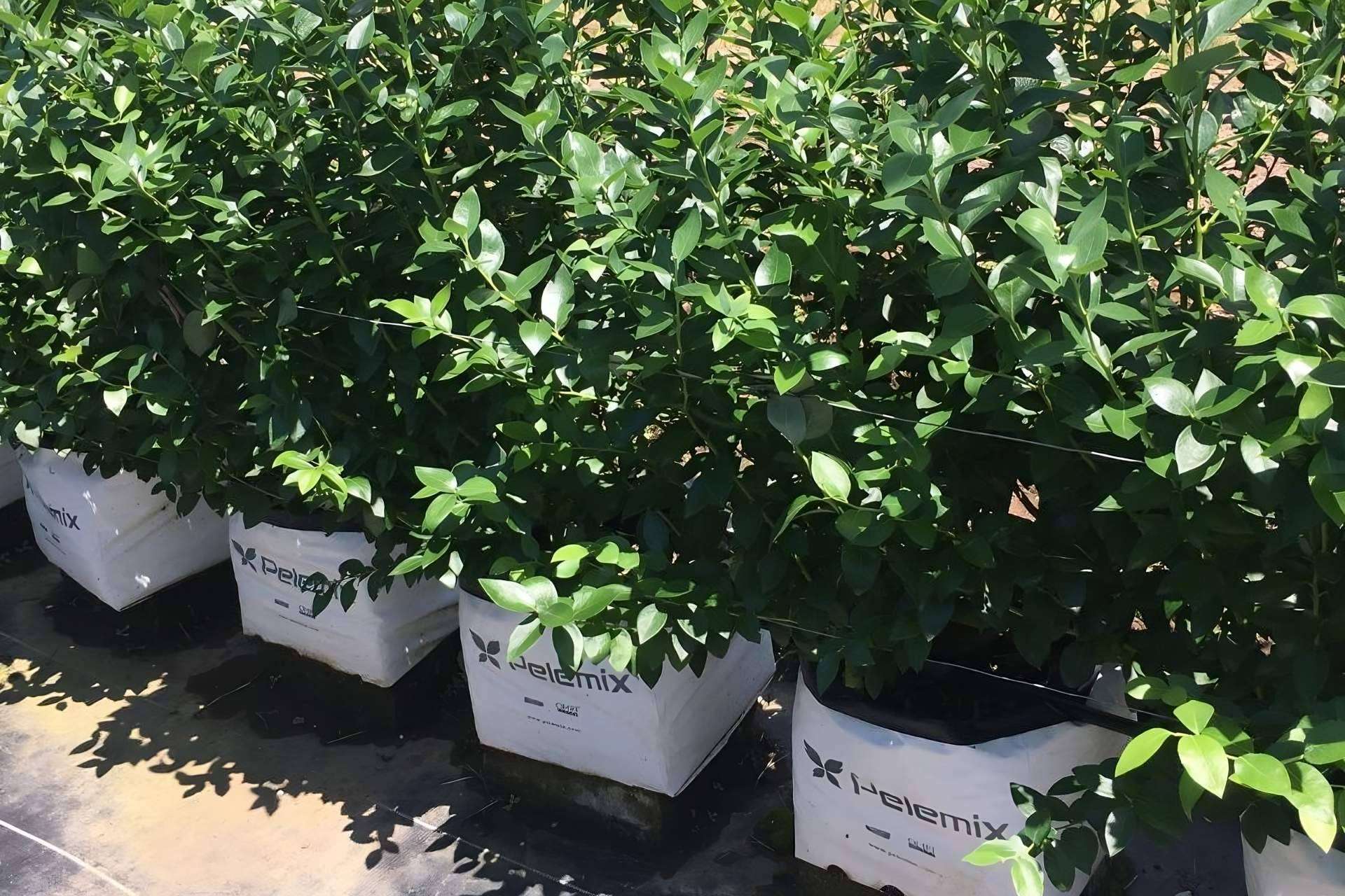 Pelemix impulsa el rendimiento sostenible del cultivo de arándanos con soluciones de sustrato de coco comprimido de alta