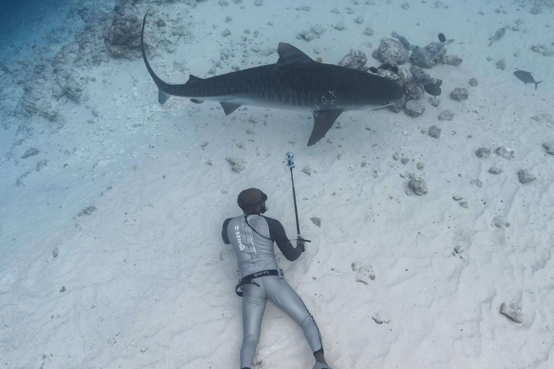 Aprender a bucear con tiburones en las Maldivas
