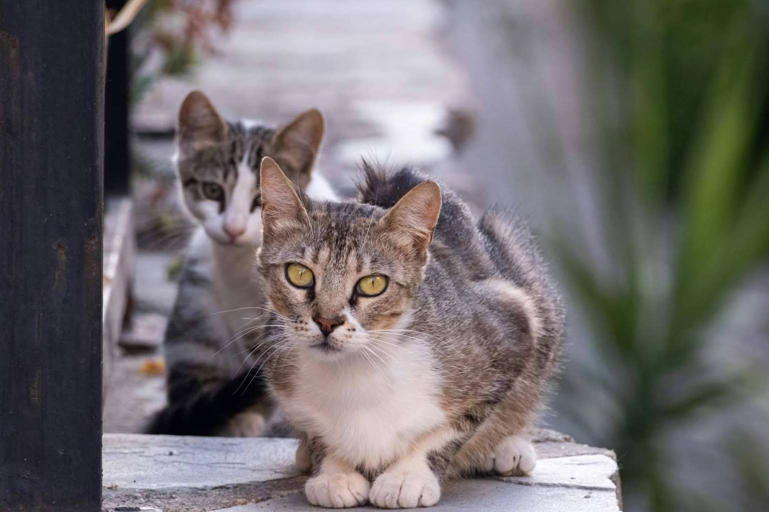 Refugios y protectoras; el reto de alimentar a miles de animales sin hogar