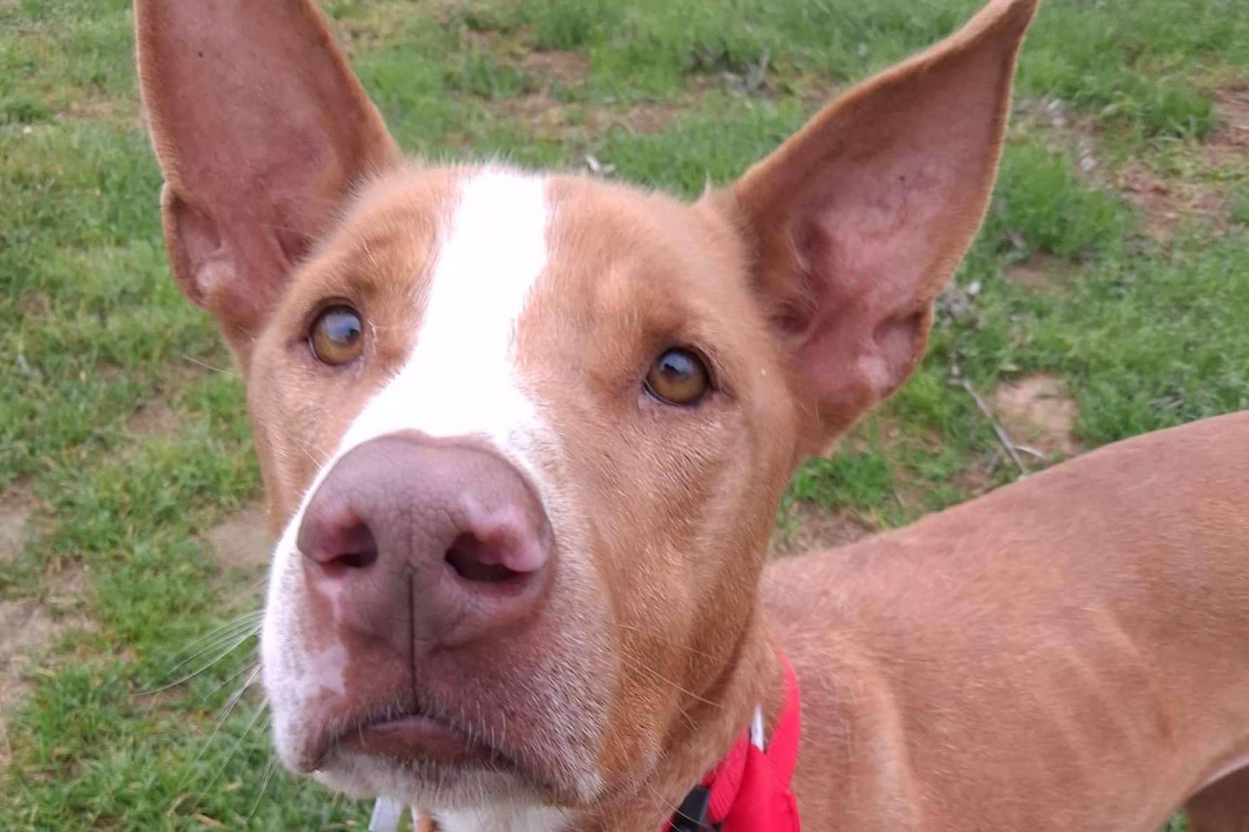 SOS Vidas, compromiso y amor por los animales en busca de una segunda oportunidad
