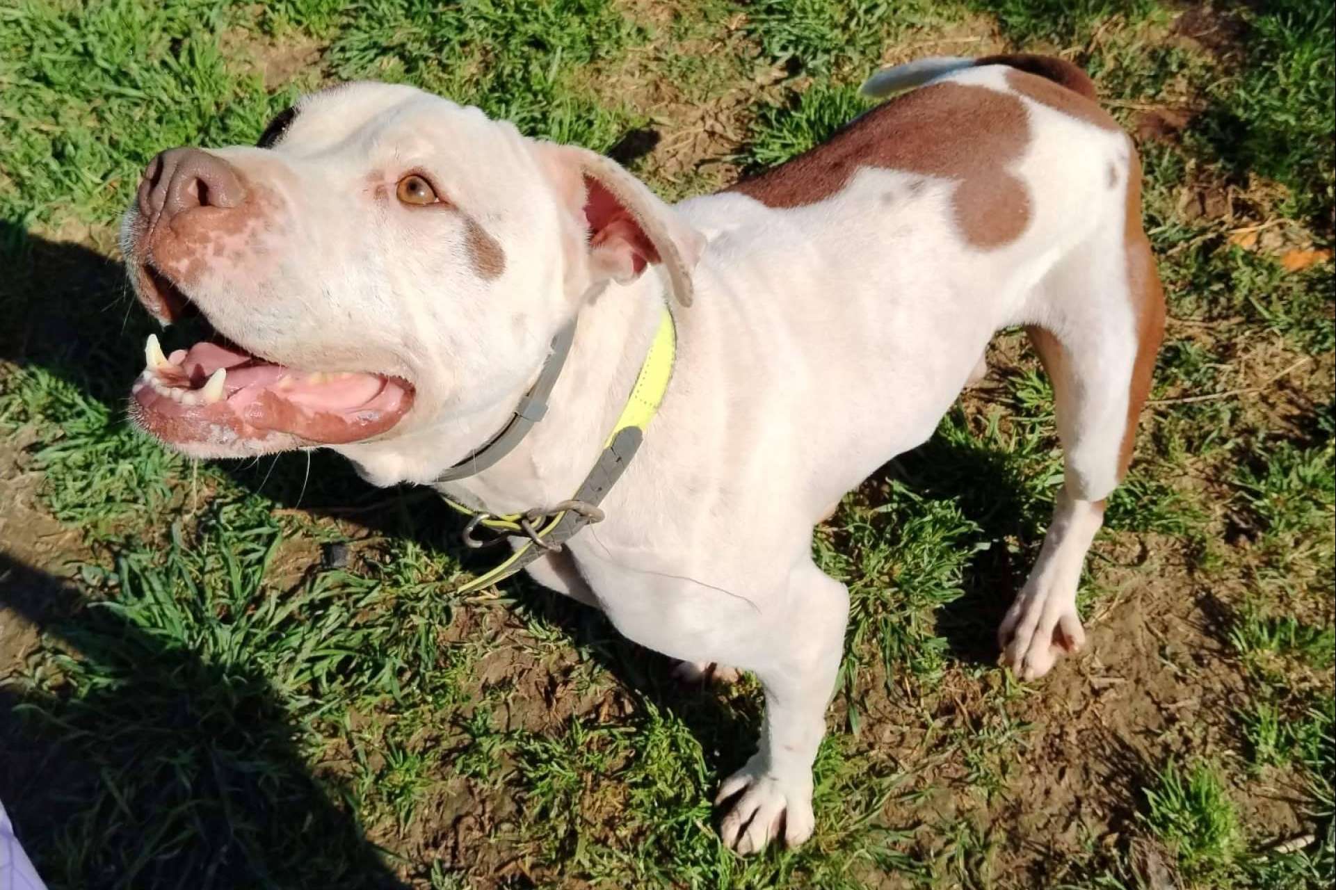 SOS Vidas insiste en la necesidad de colaboración para garantizar el rescate de animales abandonados