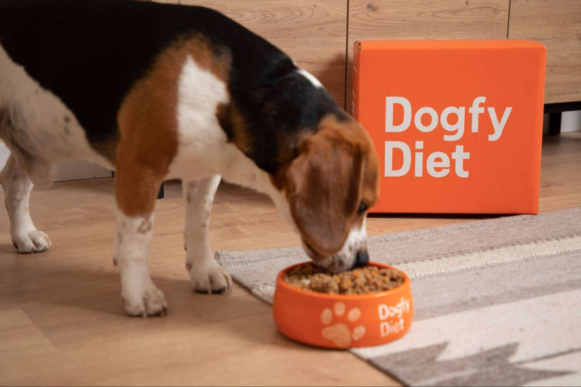 Obesidad en perros, cómo la comida natural de Dogfy Diet ayuda a recuperar el peso ideal