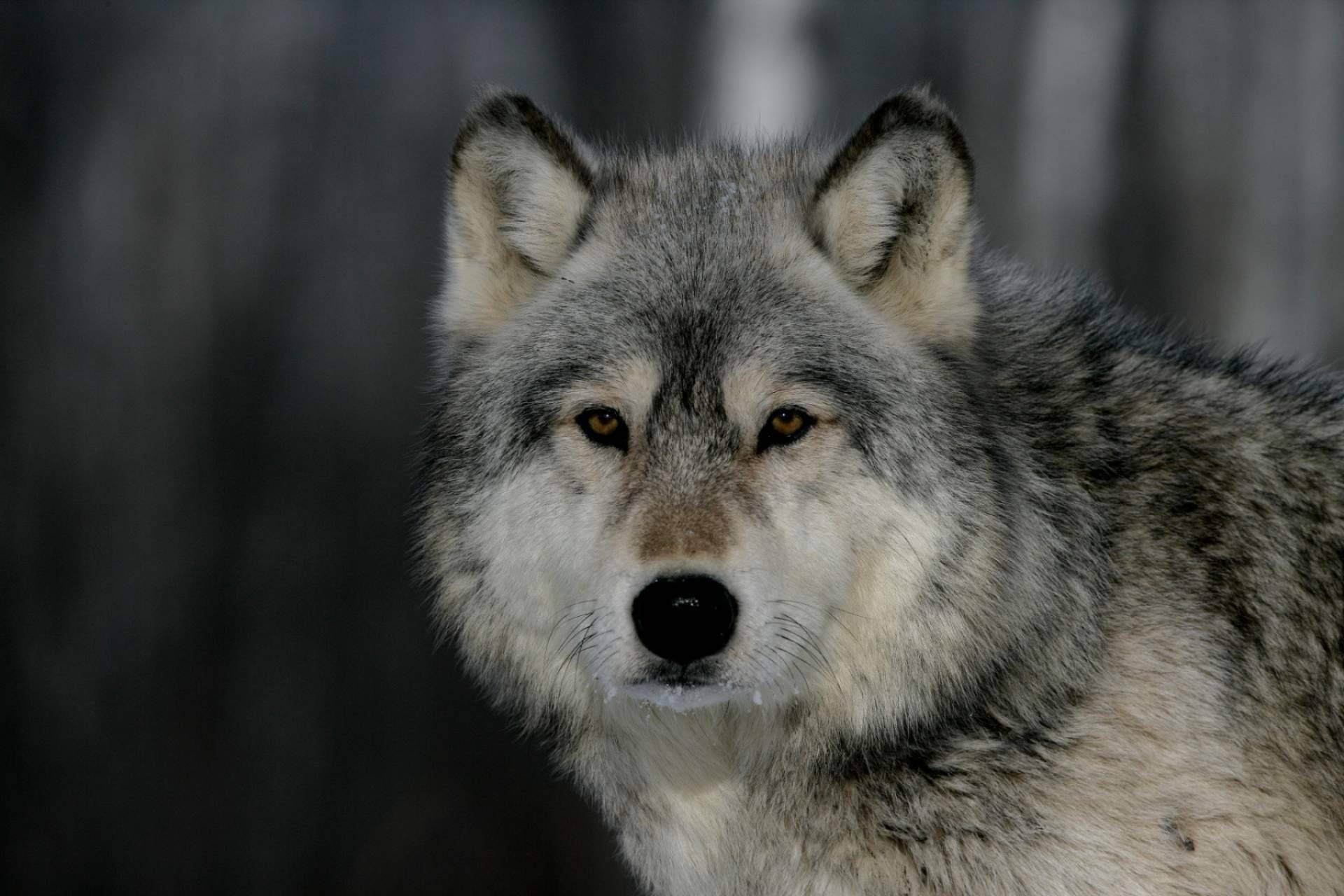 Historias de lobos; Diego de Membiela explora la frontera entre la naturaleza, el alma y la oscuridad