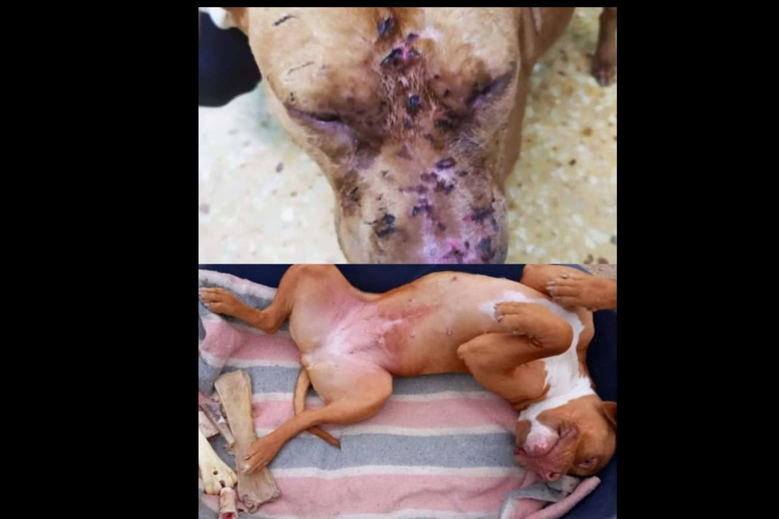 Rescate animal solidario y compromiso social; la misión de SOS Salvando Vidas España en la lucha contra el abandono