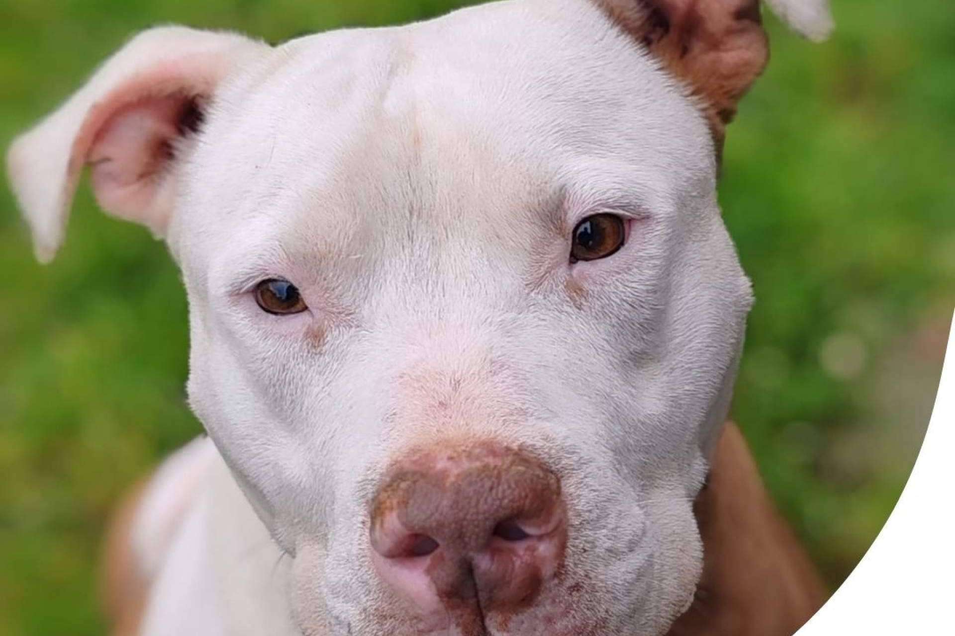 SOS Salvando Vidas rescata y protege perros en situación crítica hasta encontrarles un hogar