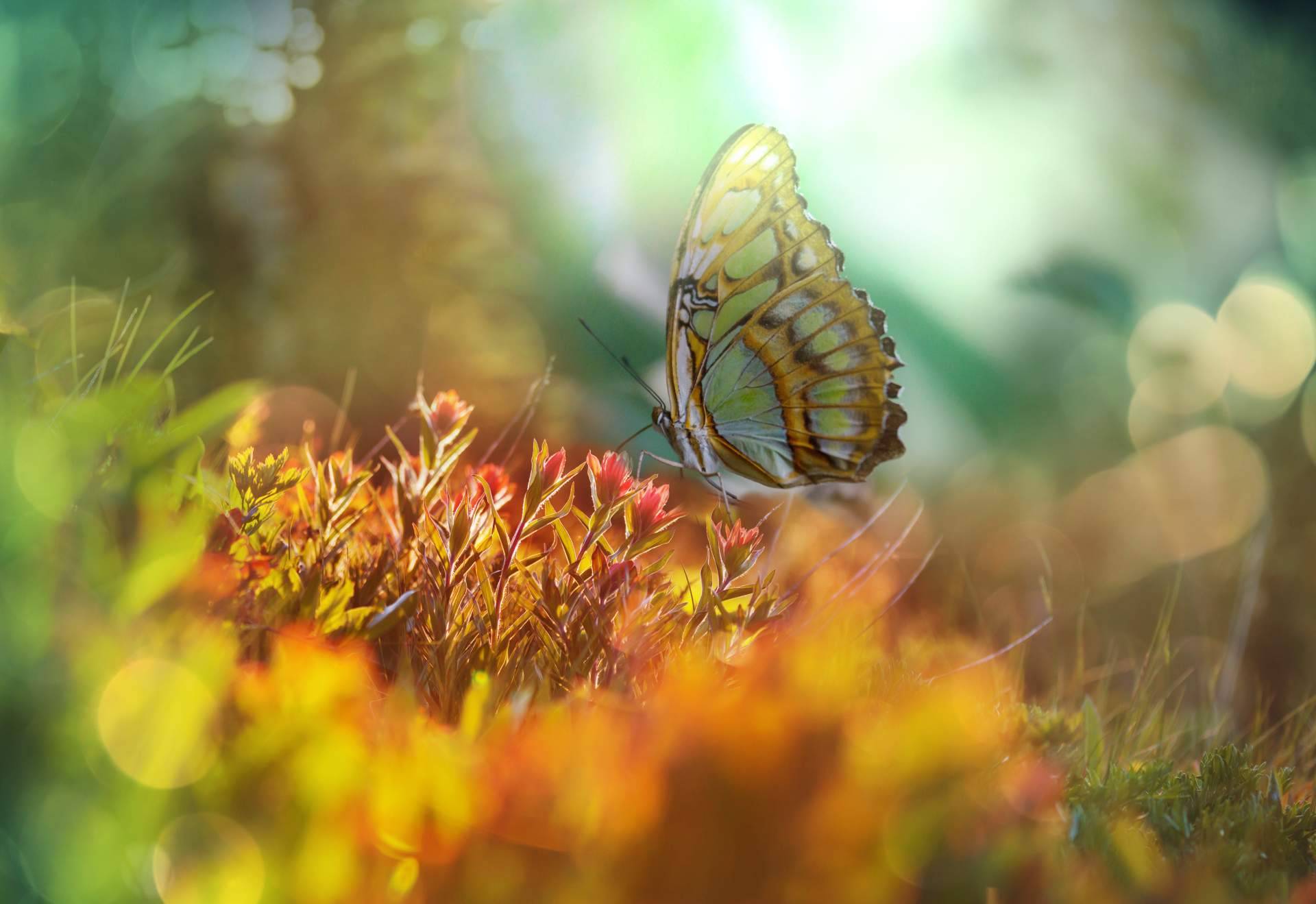 Devolver el favor a la naturaleza; la filosofía de Gold Steps más allá del packaging
