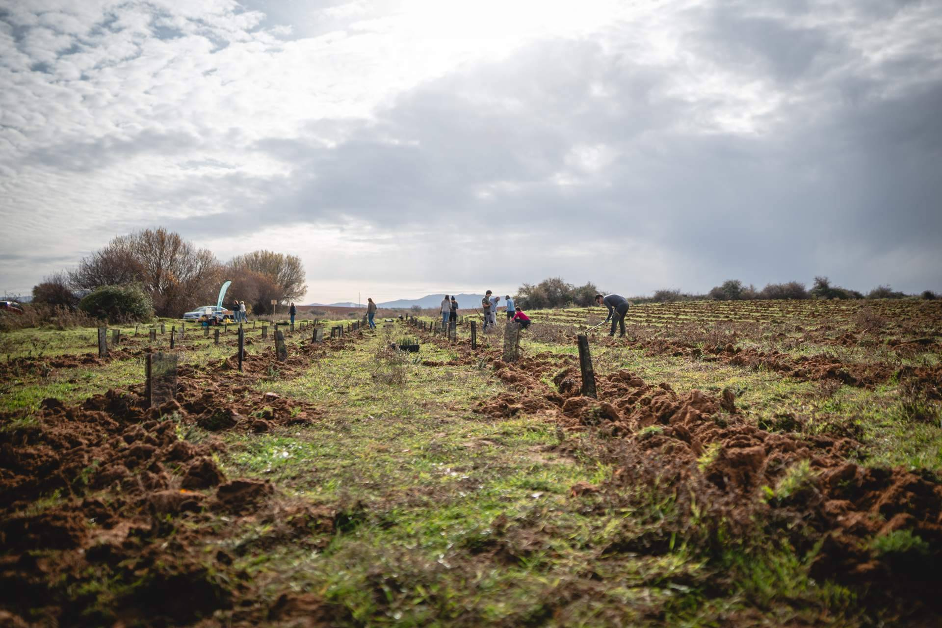 Empresas y ciudadanos se unen para reforestar varios municipios de Madrid por el Día de los Bosques